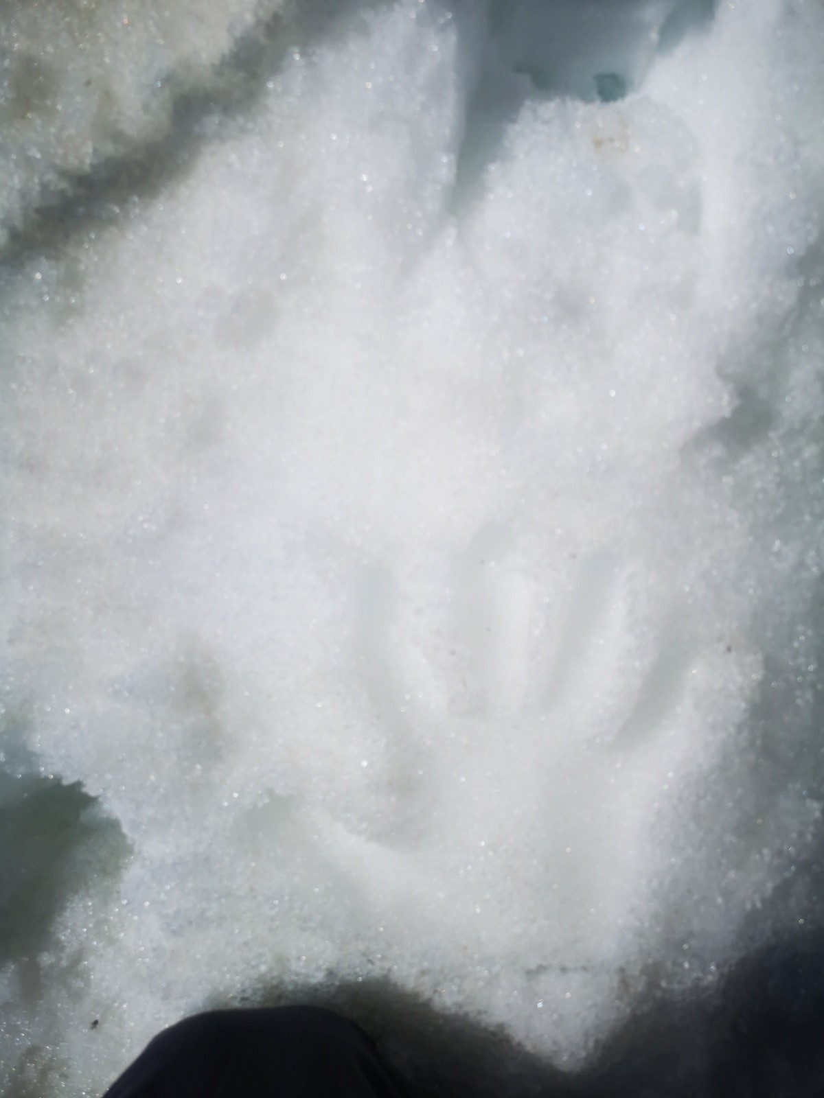 &nbsp;Étrange animal ?&nbsp;