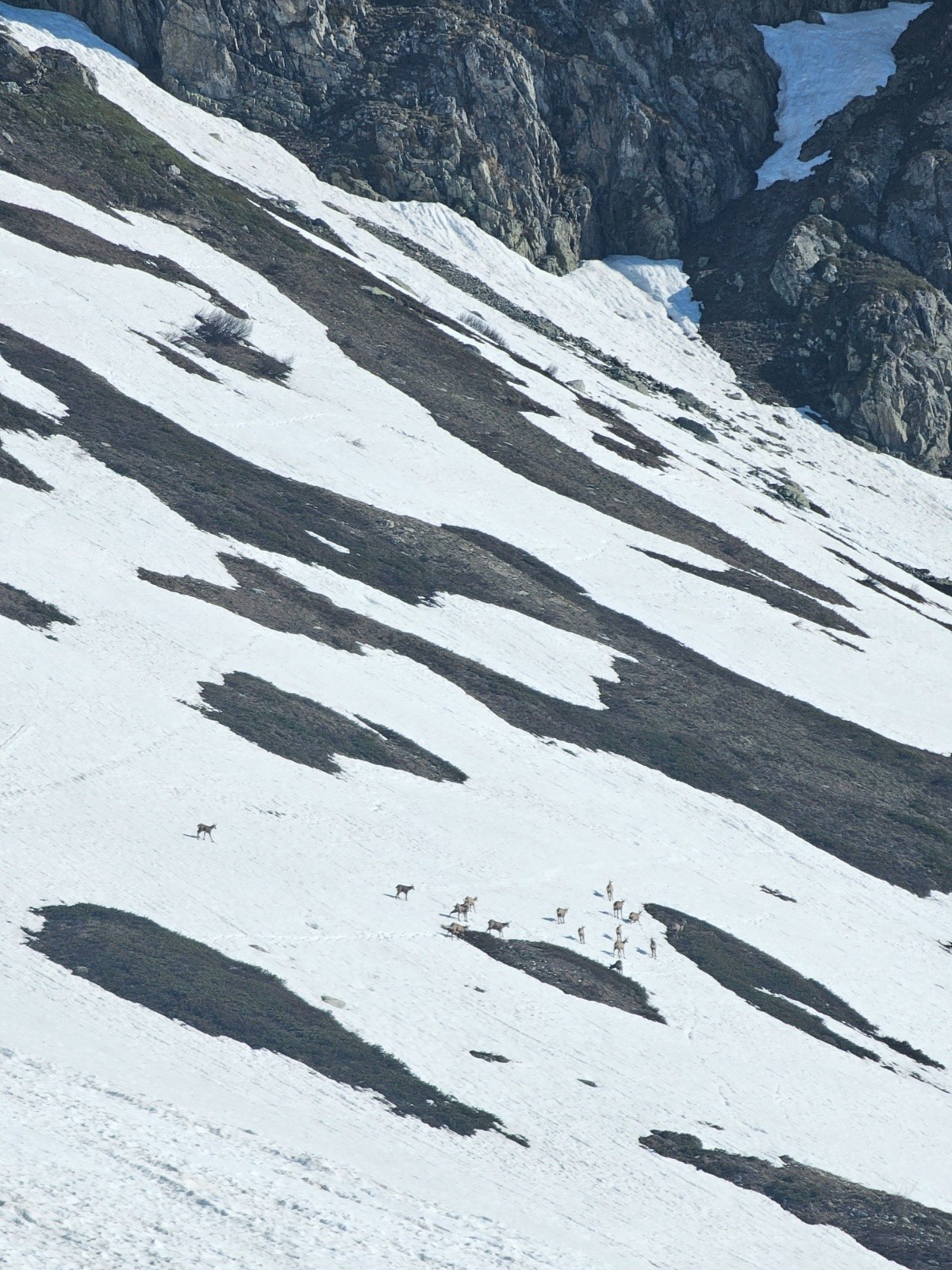 Troupeaux de Chamois