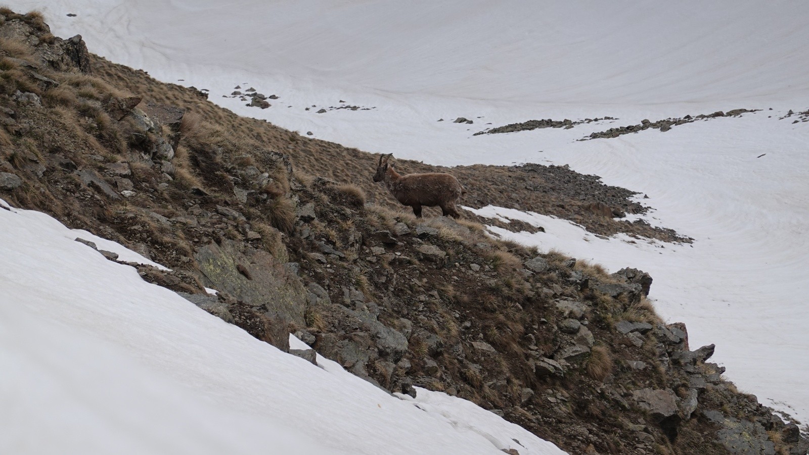 Un bouquetin bien tranquille