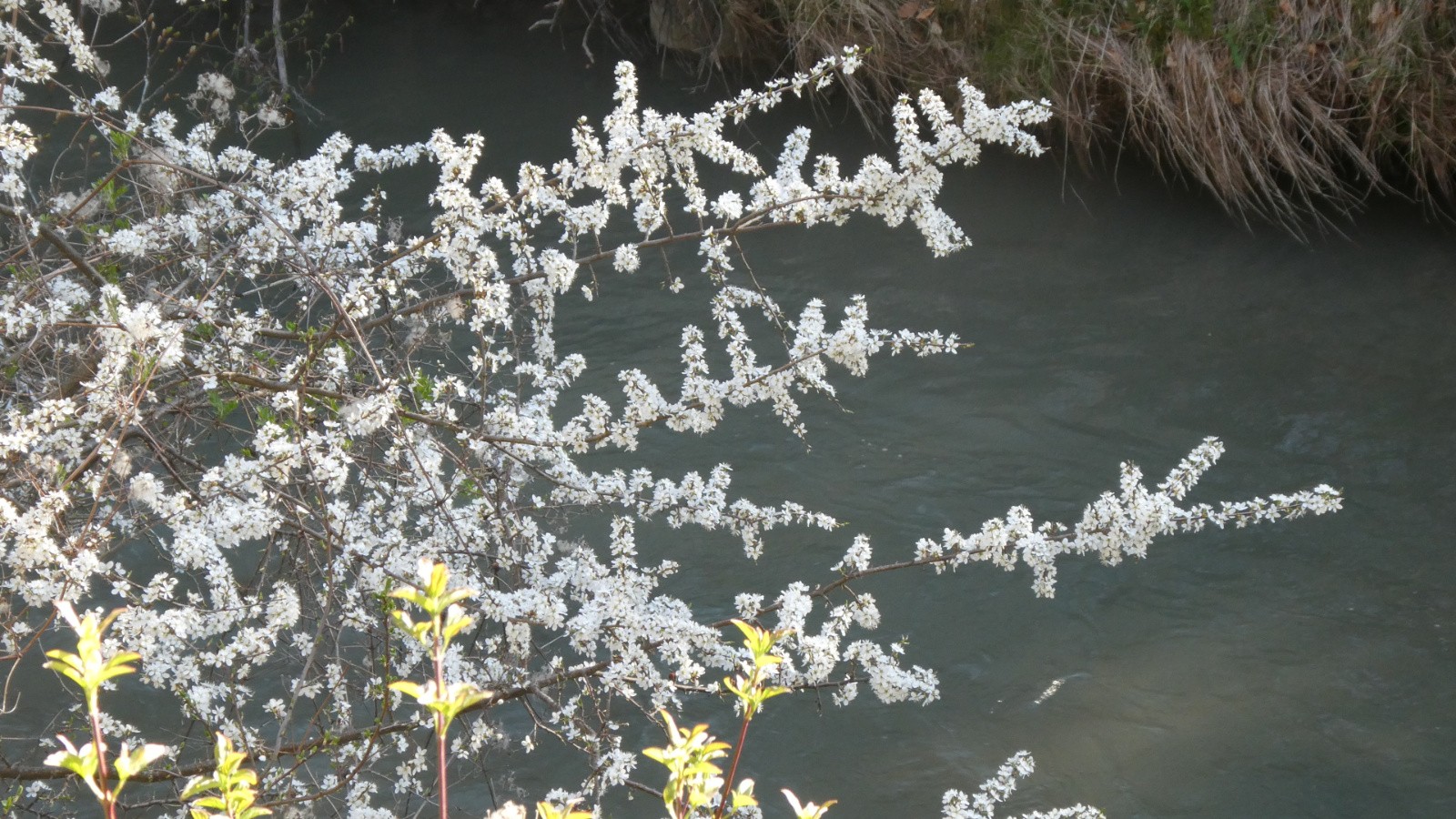 &nbsp;Printemps au bord de la Souloise