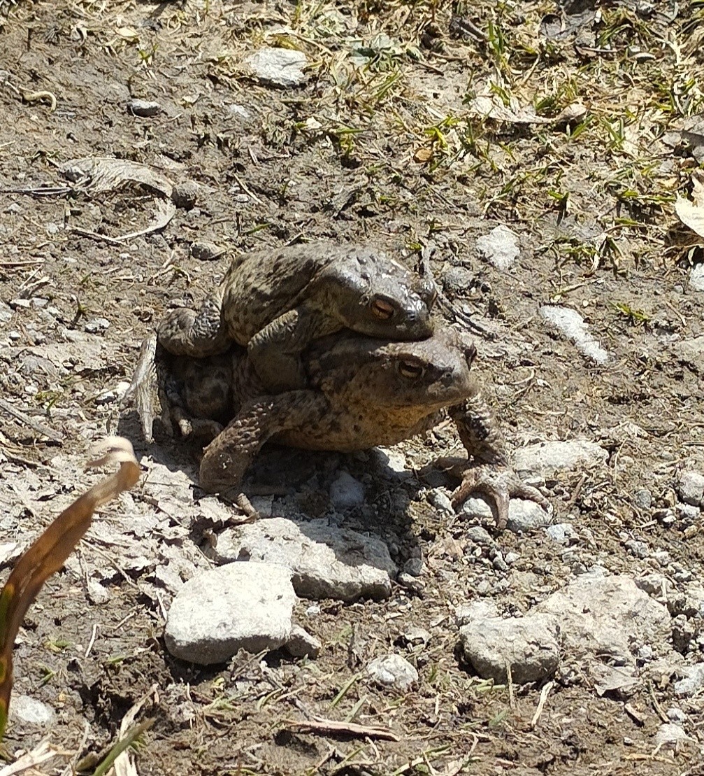 &nbsp;Les crapauds s'en donnent à coeur joie au lac d'Armacette