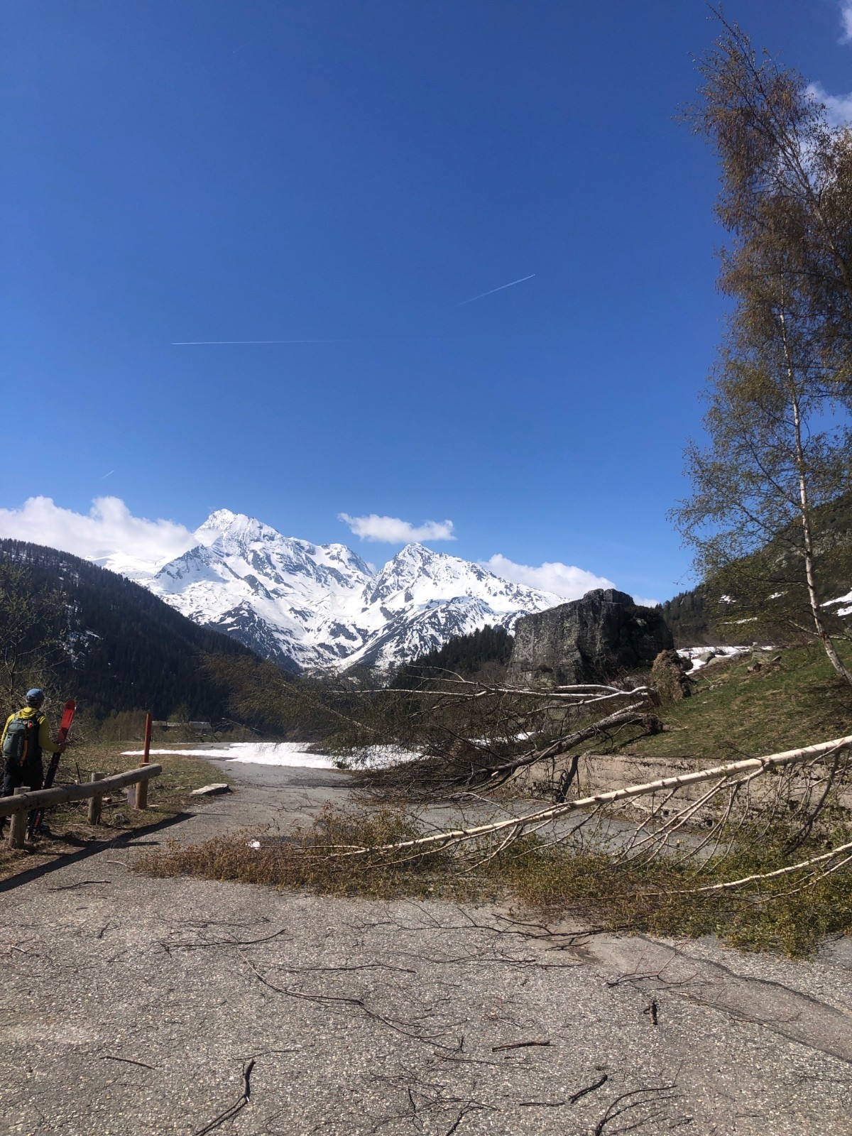 Arbres couchés par l'avalanche, devant la centrale&nbsp;