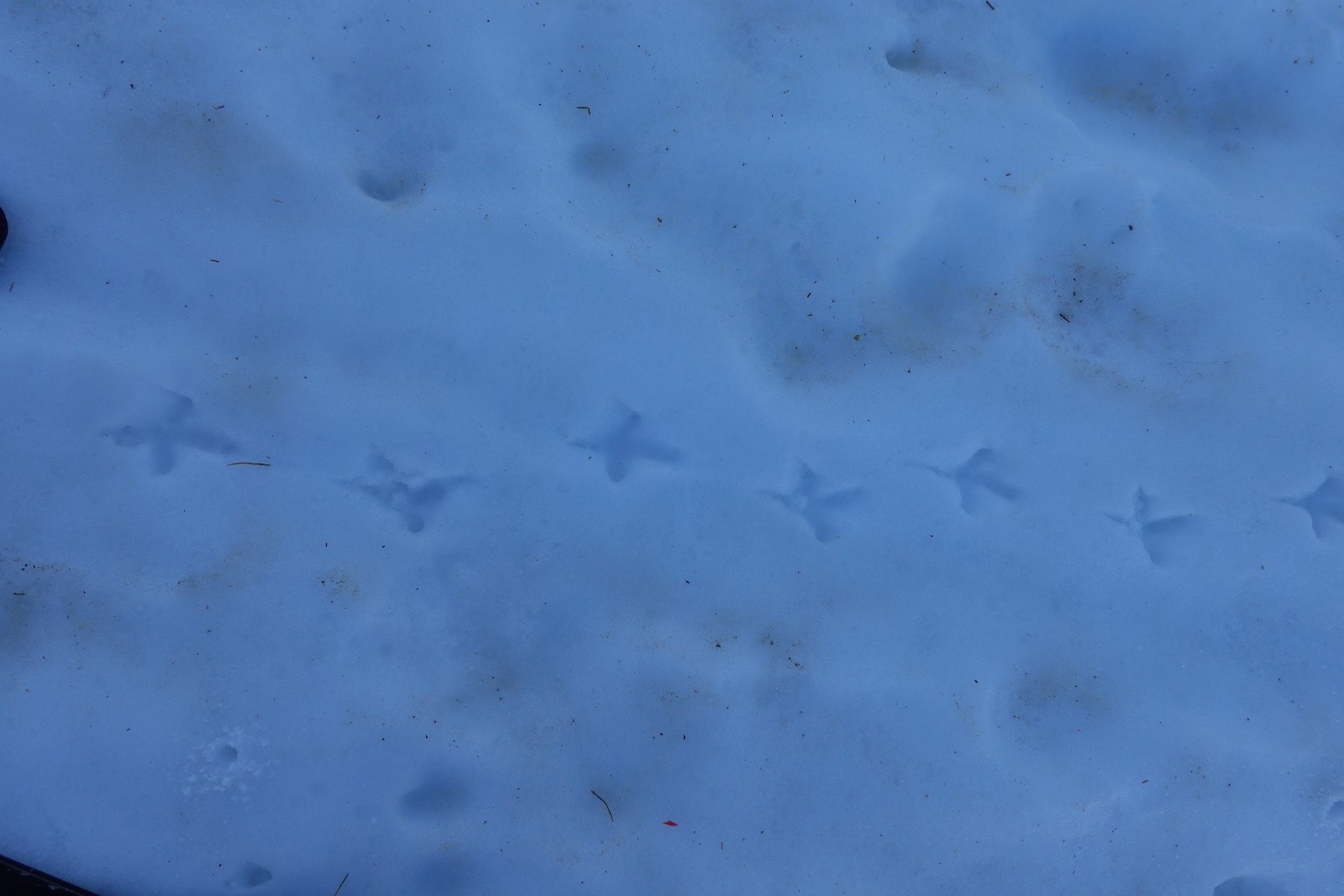 Traces de ... ?