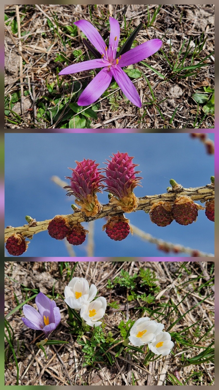 Beautés de mai&nbsp;