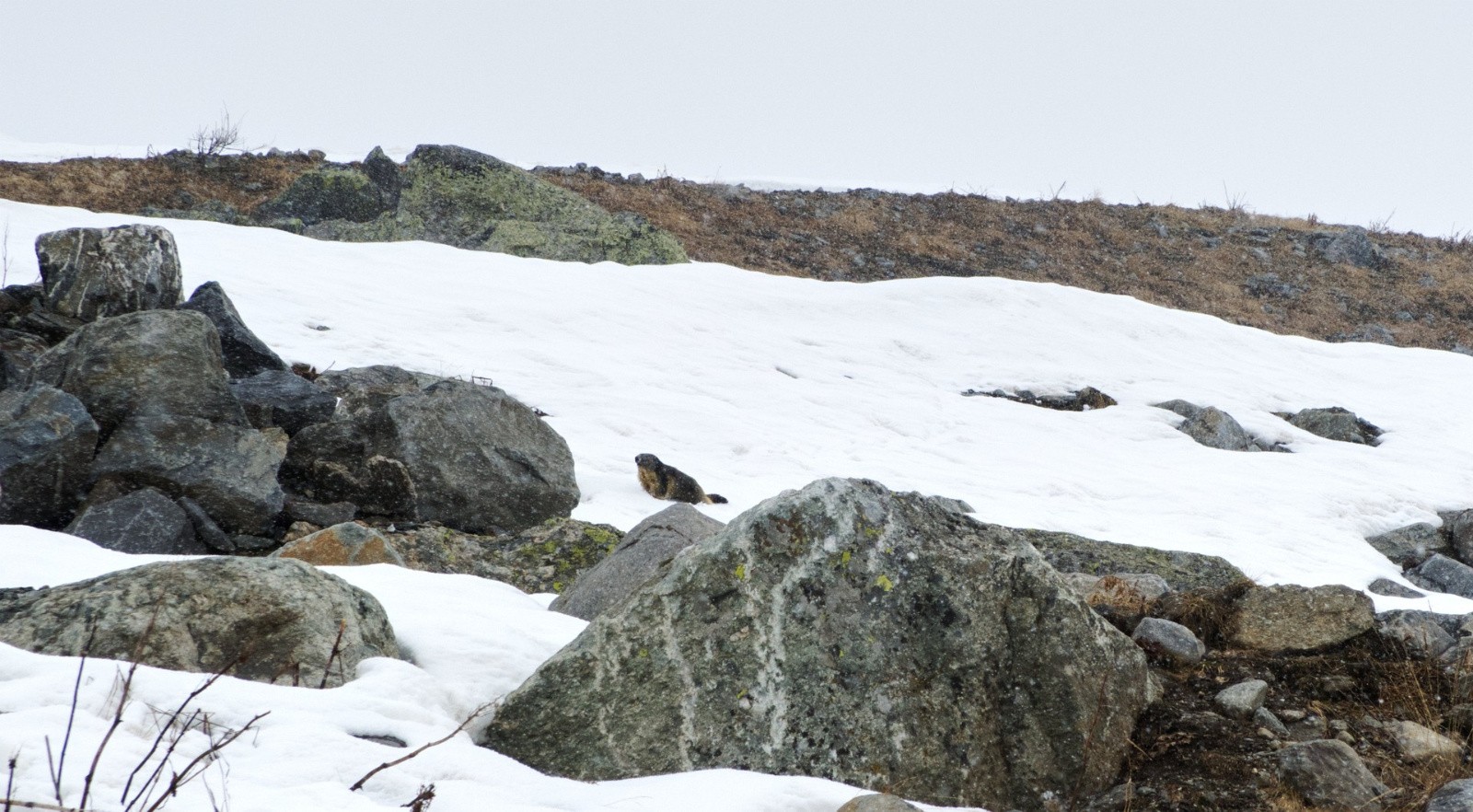 marmotte et giboulée&nbsp;