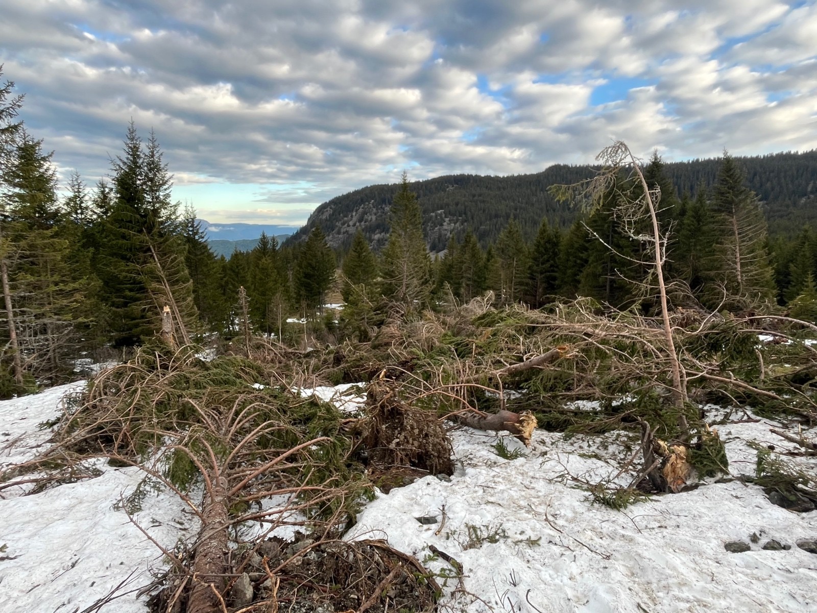 Foret&nbsp;horizontale&nbsp;de sapins...&nbsp;