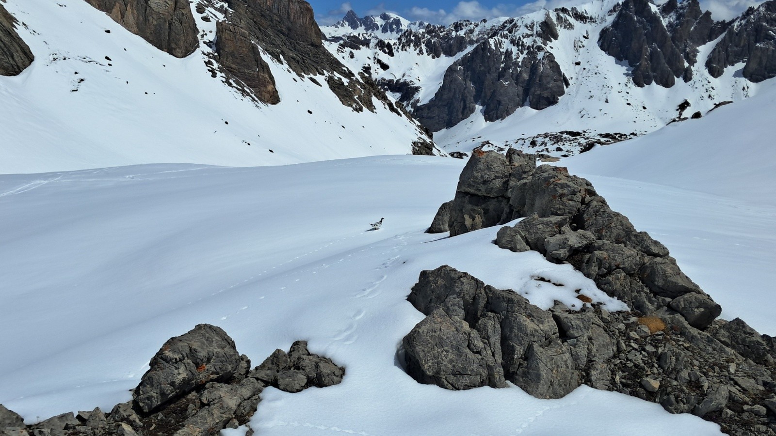 Perdrix des neiges