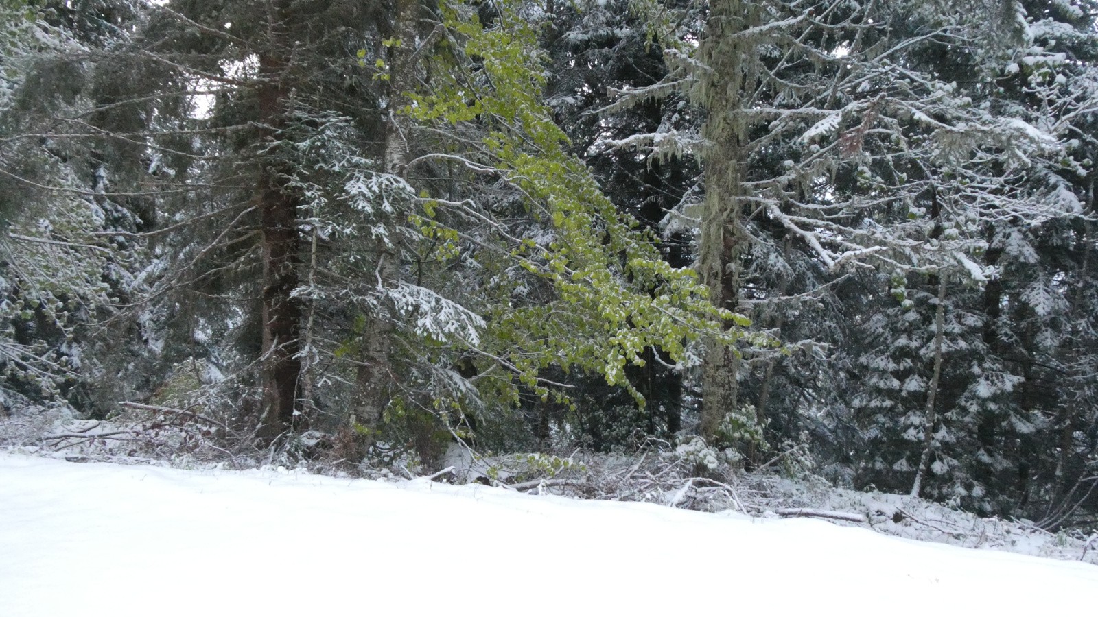 verdure et froidure&nbsp;
