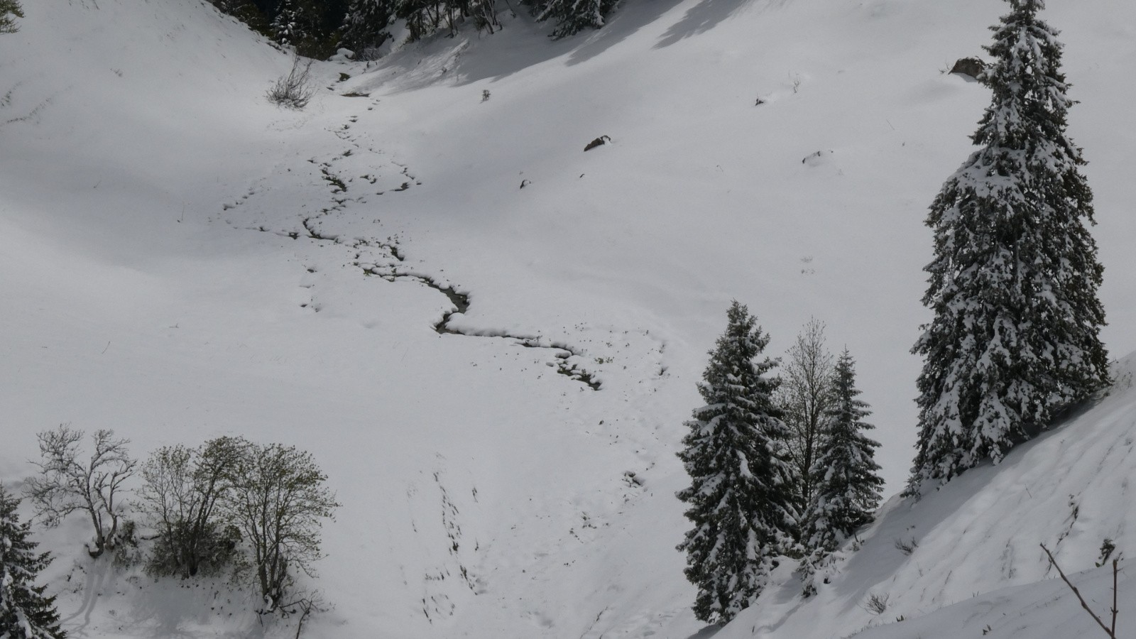 serpent noir sur neige immaculée&nbsp;