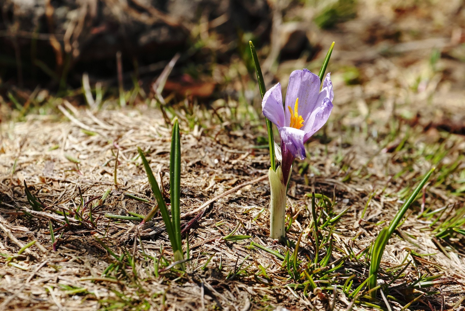 #41 crocus crocus