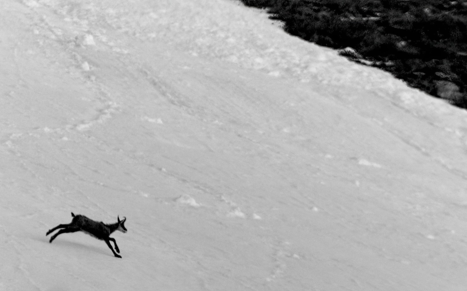 #5 chamois zinzin chamois zinzin