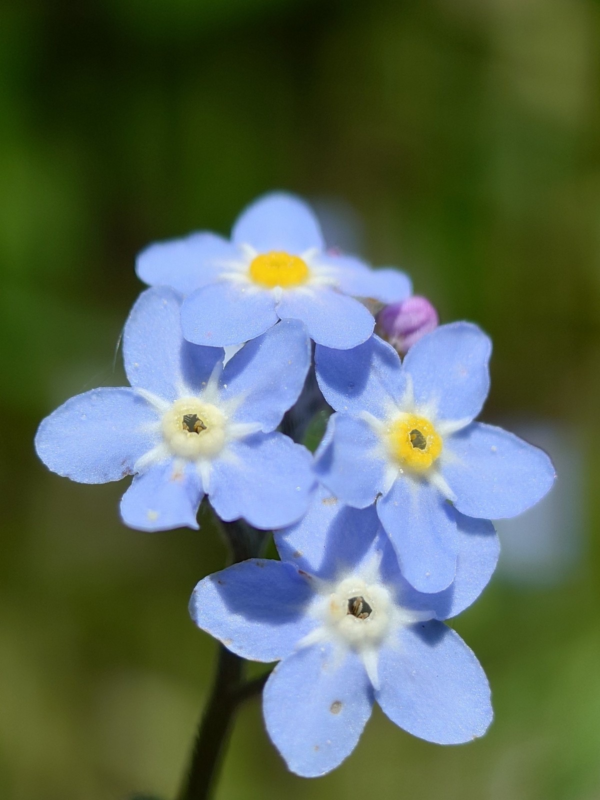 #48 myosotis myosotis