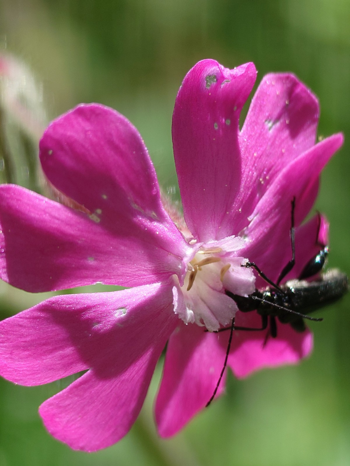 #49 coléoptère sur compagnon rouge coléoptère sur compagnon rouge