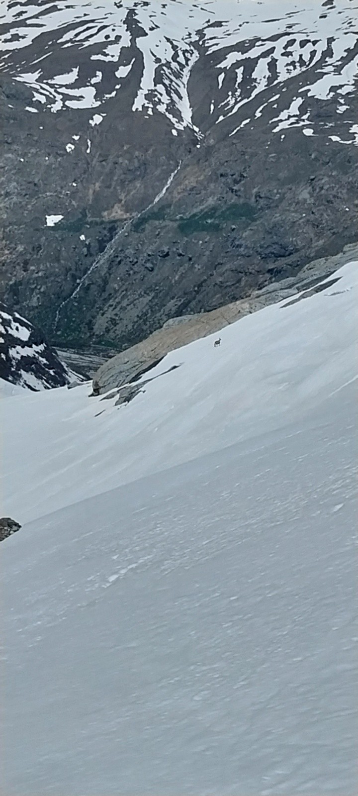&nbsp;Chamois furtif