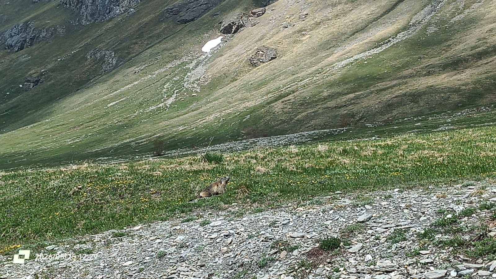 #26 Les marmottes sont de sortie Les marmottes sont de sortie