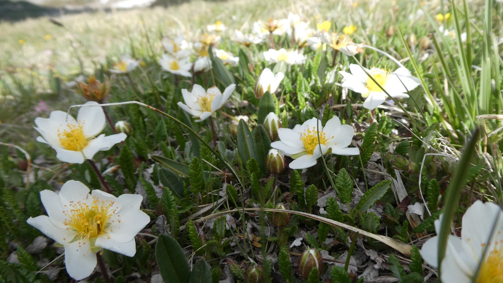 j1- dryas à 8 pétales