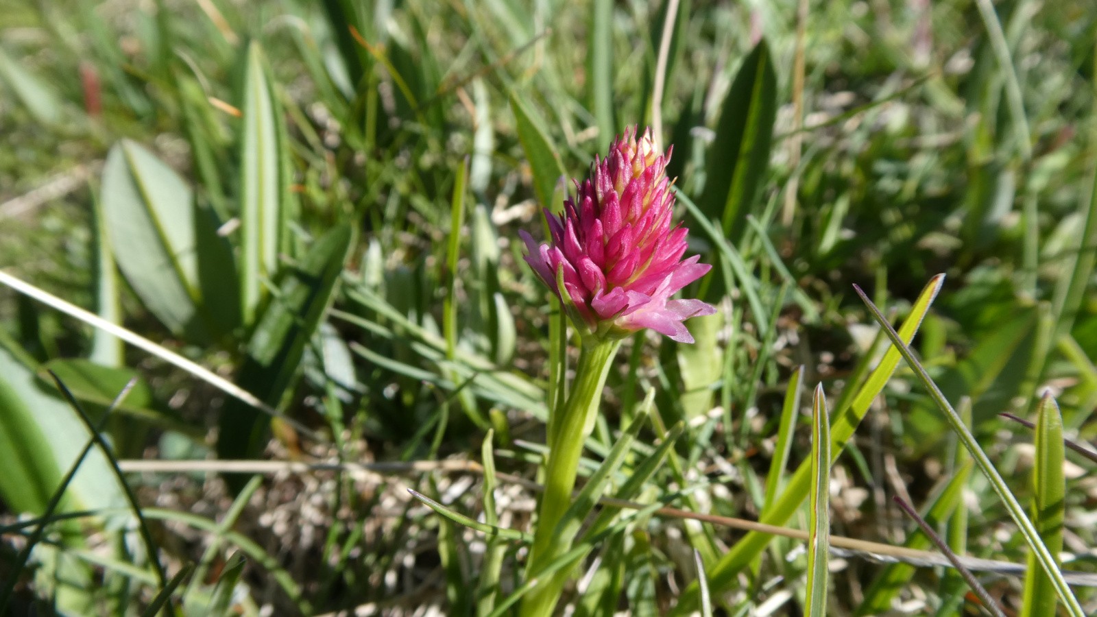 #1 j1 orchis vanillé j1 orchis vanillé