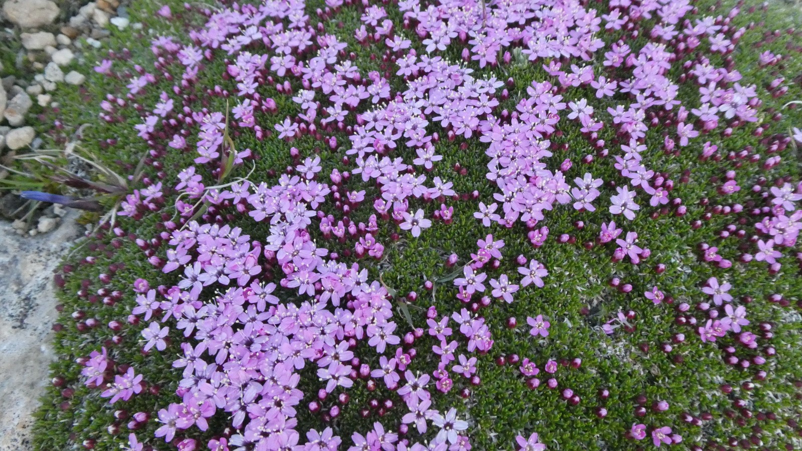 #16 j2 saxifrages j2 saxifrages