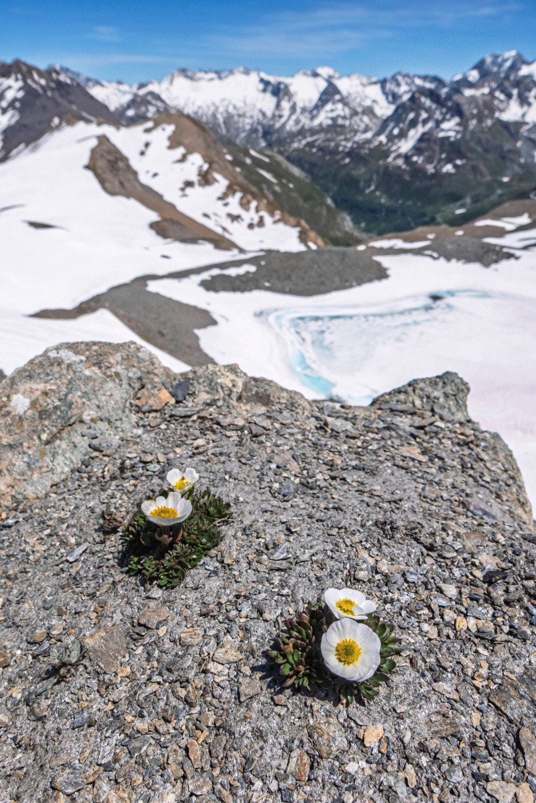Renoncule des glaciers au col