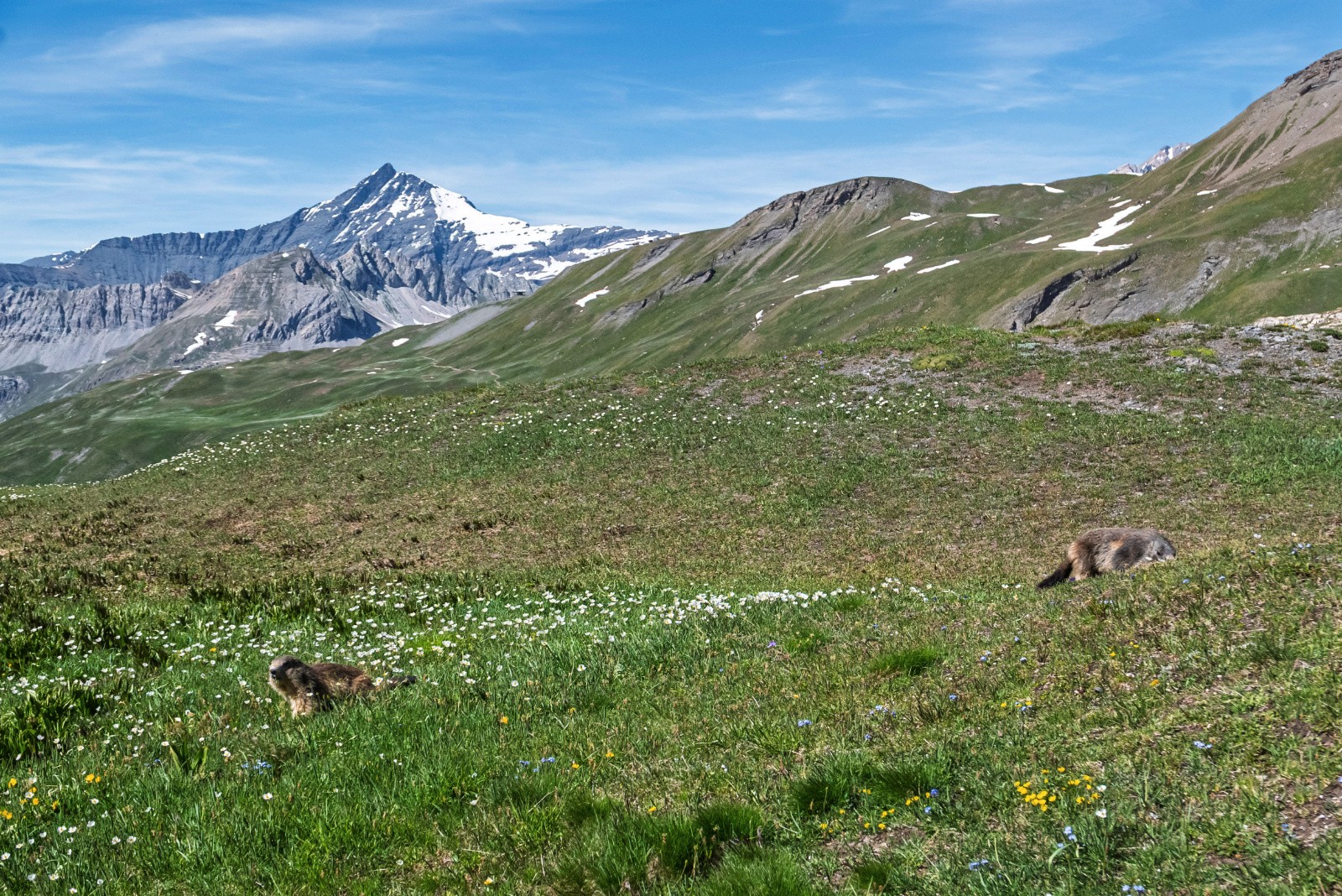 Marmottes à la fête
