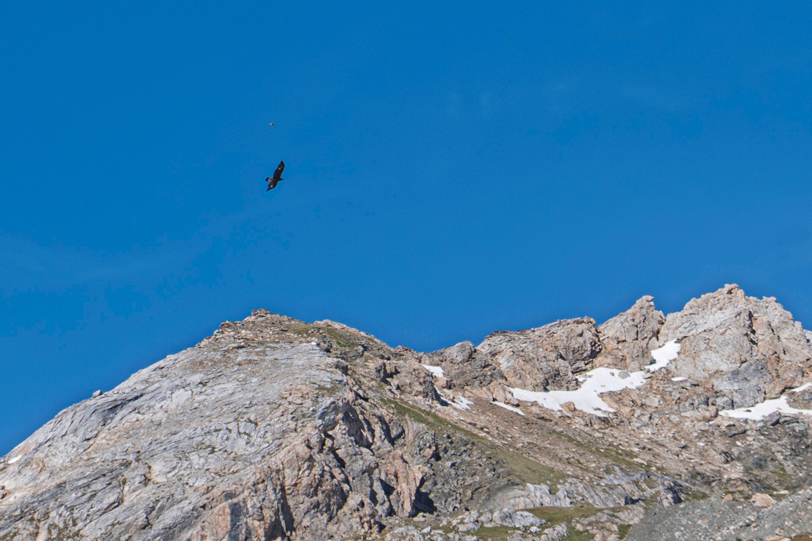 Attention marmottes l'aigle rode! (dommage de ne pas avoir eu le téléobjectif)