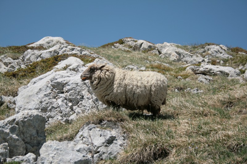 Le mouton au printemps : Qq mois plus tard (mi-mai), le mouton a survécu et profite de l'herbe, toujours au sommet. Merci a Denis Maitre pour m'avoir envoyé la photo.