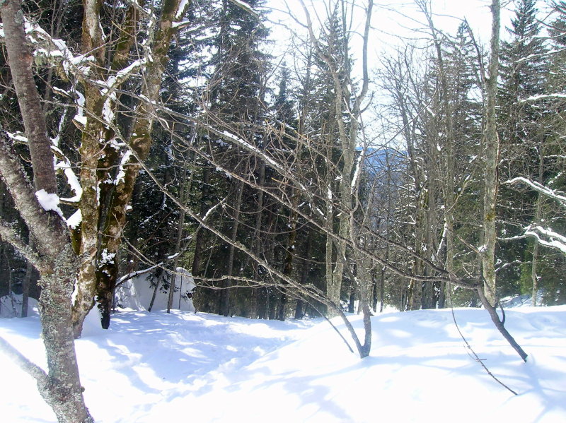 foret : la foret de la descente