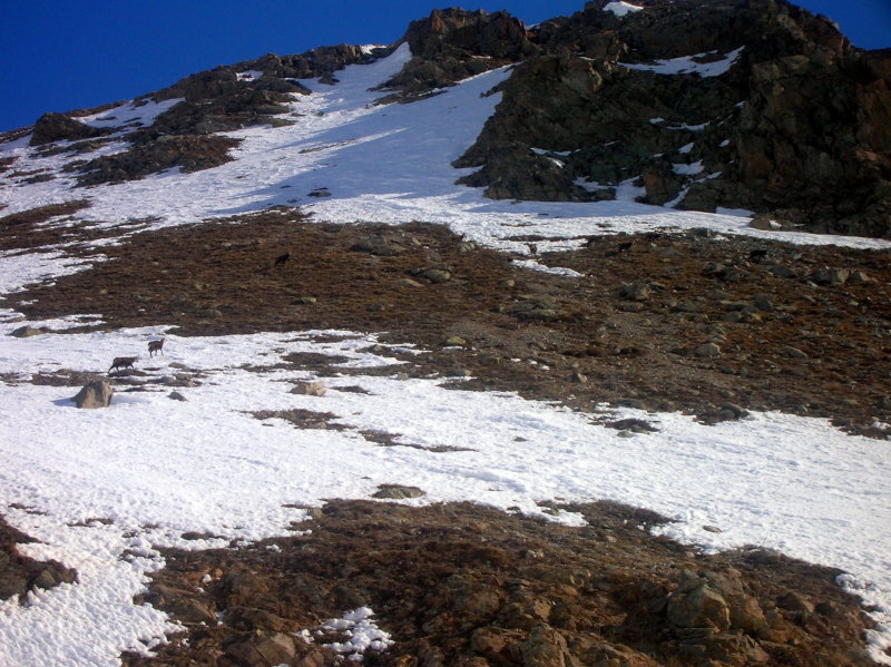 chamois : un troupeau de chamois dans le combe d'Arsine
