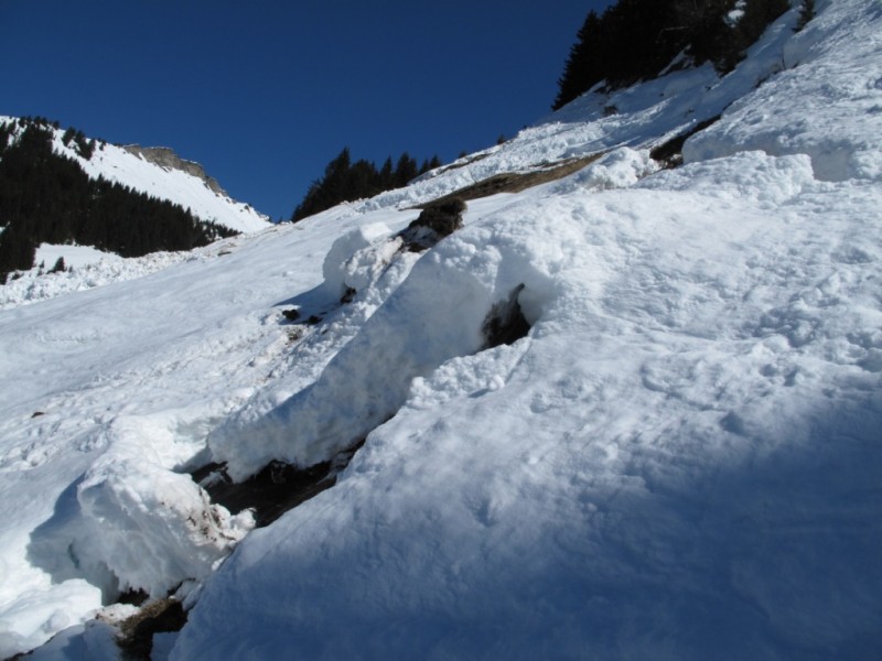 Troncs : Manteaux bien travaillé et grandes gueules de poisson. Qualité de neige... Dégeu. Encore trop tôt