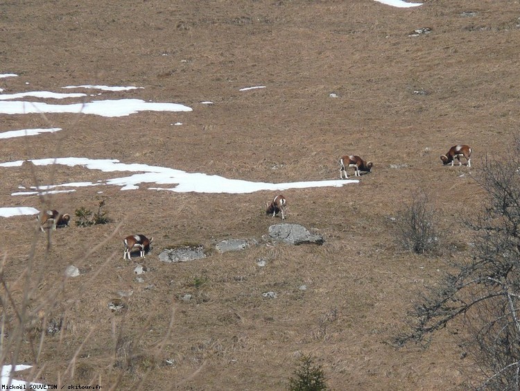 Mouflons : Bêtes à 4 pattes juste au dessus de Chargieu.