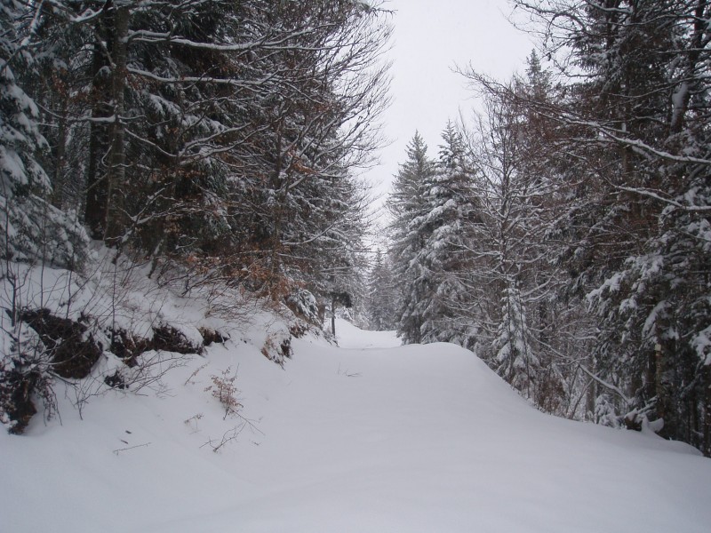 Forêt : Ambiance de hivernale...