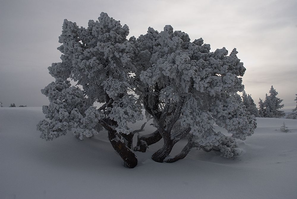 #2 arbre perdu : sur le plateau arbre perdu : sur le plateau