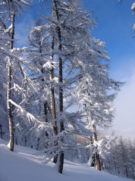 Forêt de Réotier : Les beaux mélèzes de Réotier