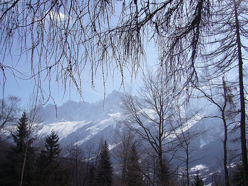 04.04.09 Prarion : Branches de sapins devant massif Mt Blanc