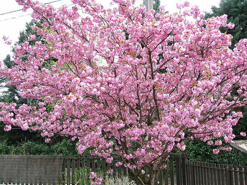 Mon cerisier du Japon : Rien à voir! :) Mais comme les fleurs ne durent que quelques jours je l'associe à la sortie pour la dater ;)