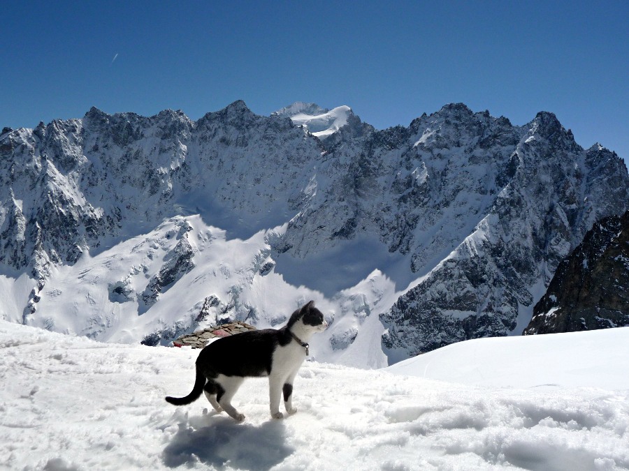Chat alors : Marmotte aux allures citadines, pas de doute, on est arrivé au refuge !