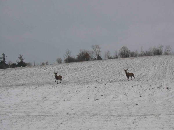 Cerfs en hivers : Je n'ai pas pu resister à vous montrer ces deux cerfs pris depuis la voiture près de Murat durant notre montée au point de départ