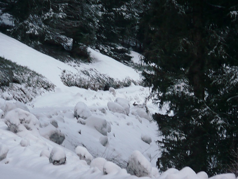 lièvre furtif et variable : si si un lièvre blanc se cache dans le paysage,ses 2 grandes oreilles le trahissent,son pelage a commencé à changer de couleur.
