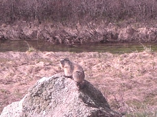 marmotte  faisant le guet : Une surveillante de la plaine du Bourget.