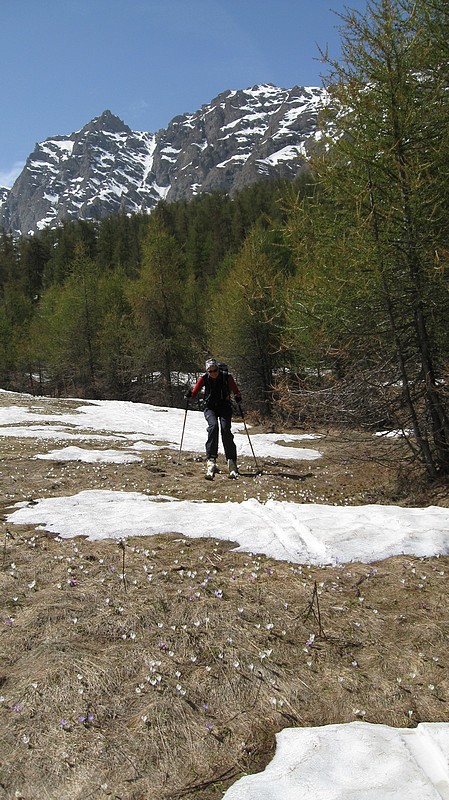 Ride on the : Crocus