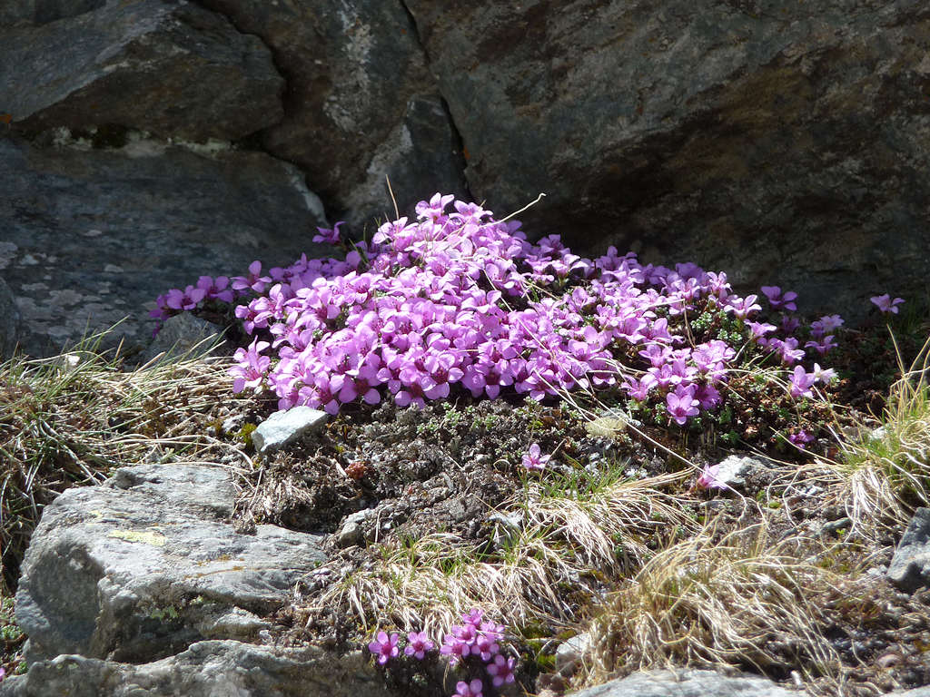 Coussinet fleuri : Découvert lors du contournement de la cascade.