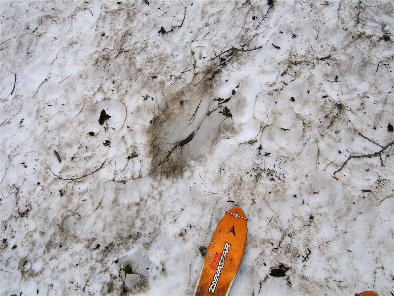 Ghilié : De petit morceaux de neige en glace parsemés demande une certaine vigilance à la descente pour ne pas être déséquilibré. Du bas jusqu'à 2300m.