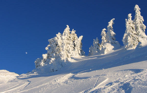 Plâtré ! : Toujours aussi beau les paysages avec les arbres plâtrés !