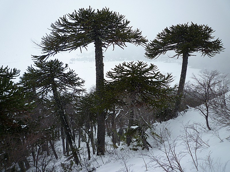 Araucarias : Toujours ces arbres majestueux.