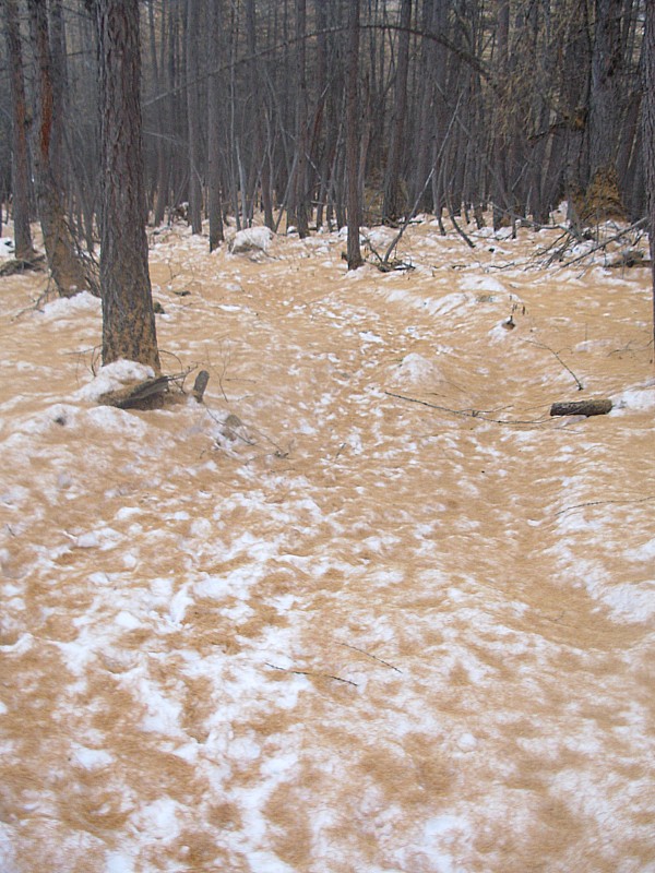 Fin de descente : Epines de mélèze sur neige fondue, revêtement très doux à la marche