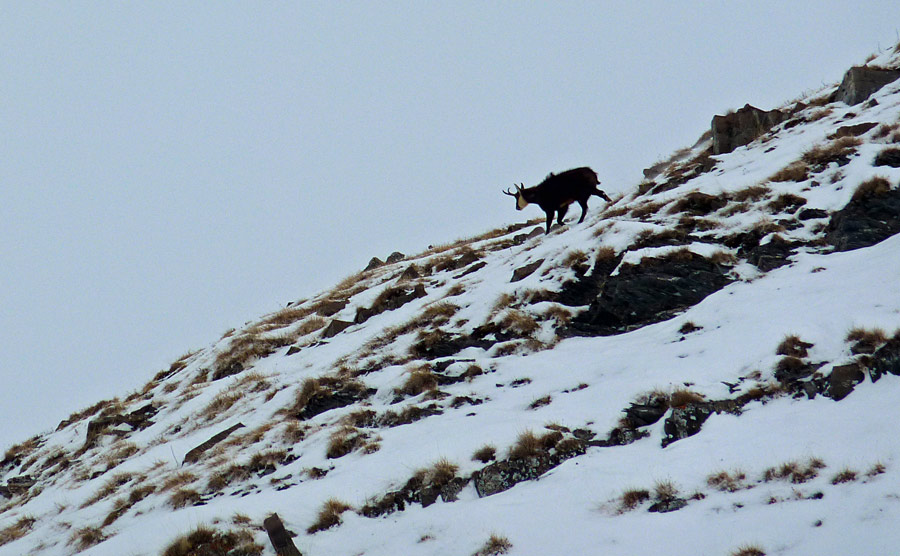 Chamois : Mâle solitaire aux poils hirsutes.