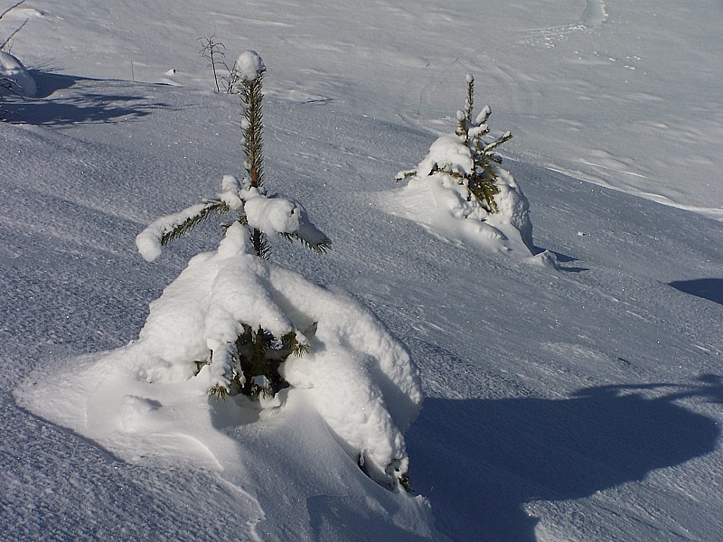 puy de manse : sapin bien chargé