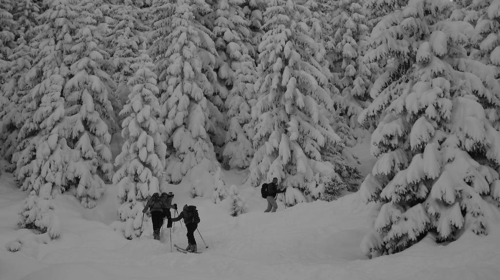 Sapins : Tchouf mene la meute avec des sapins méga chargés