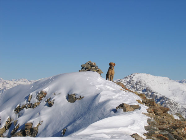 Sommet N : Wouf le chien au sommet avant moi !