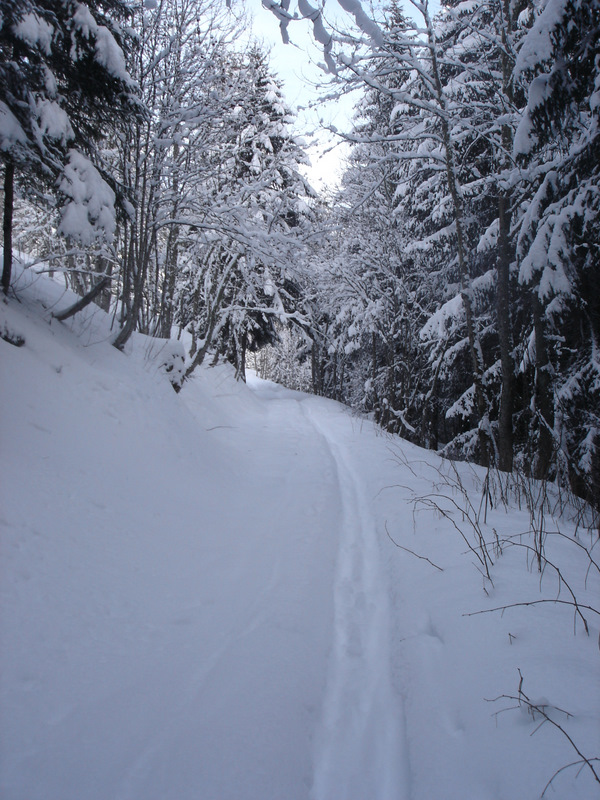 Forêt : Forêt bien enneigé